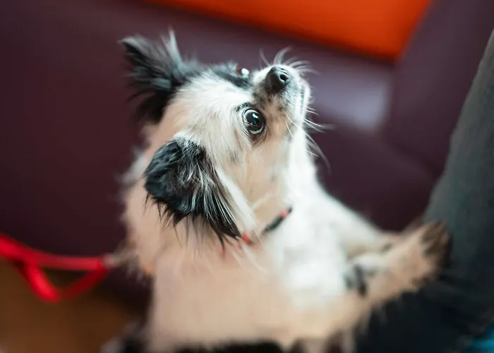 宜必思里斯本利贝尔达迪酒店 酒店 2*