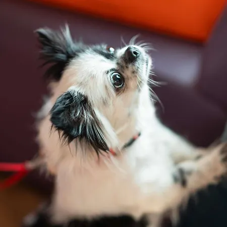 イビス リベルダーデ ホテル 2*